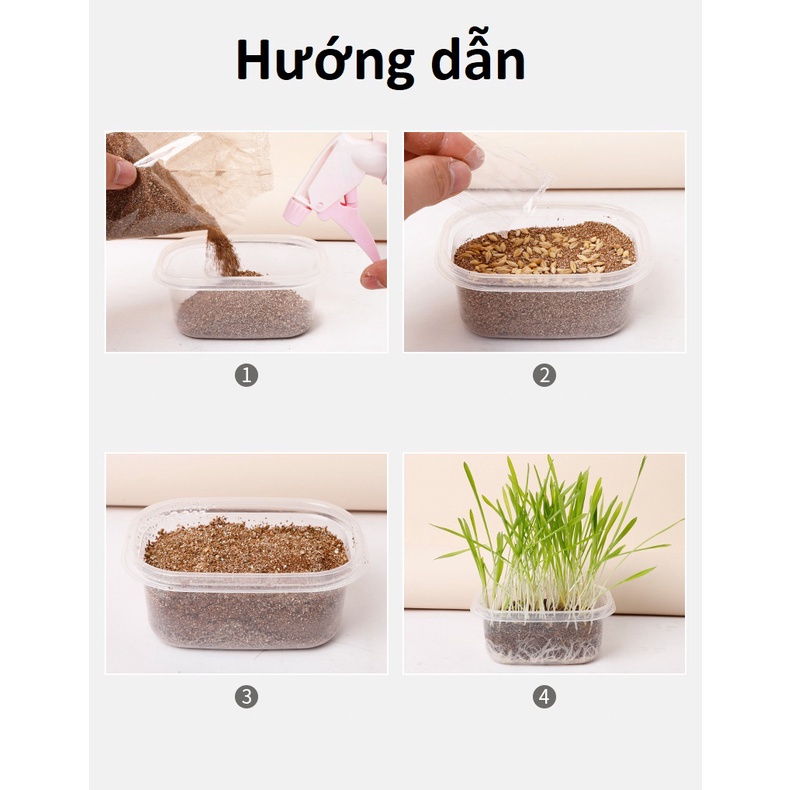 Combo trồng cỏ mèo - cỏ lúa mạch cho mèo (Hạt Giống Cỏ Mèo + Hộp Trồng)