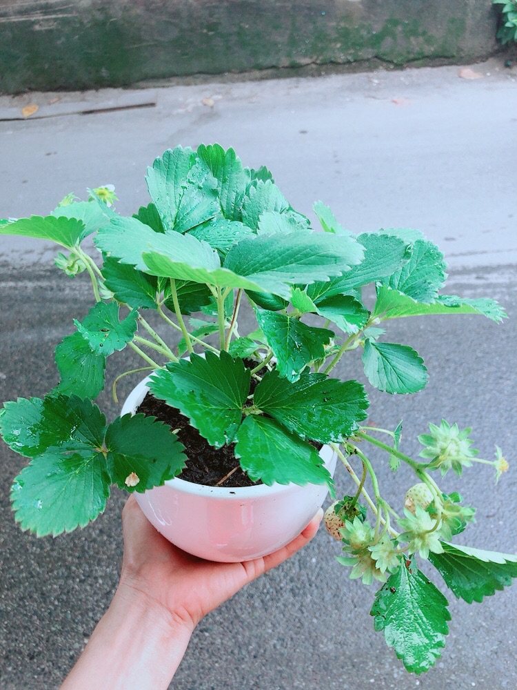 Chậu Dâu Tây