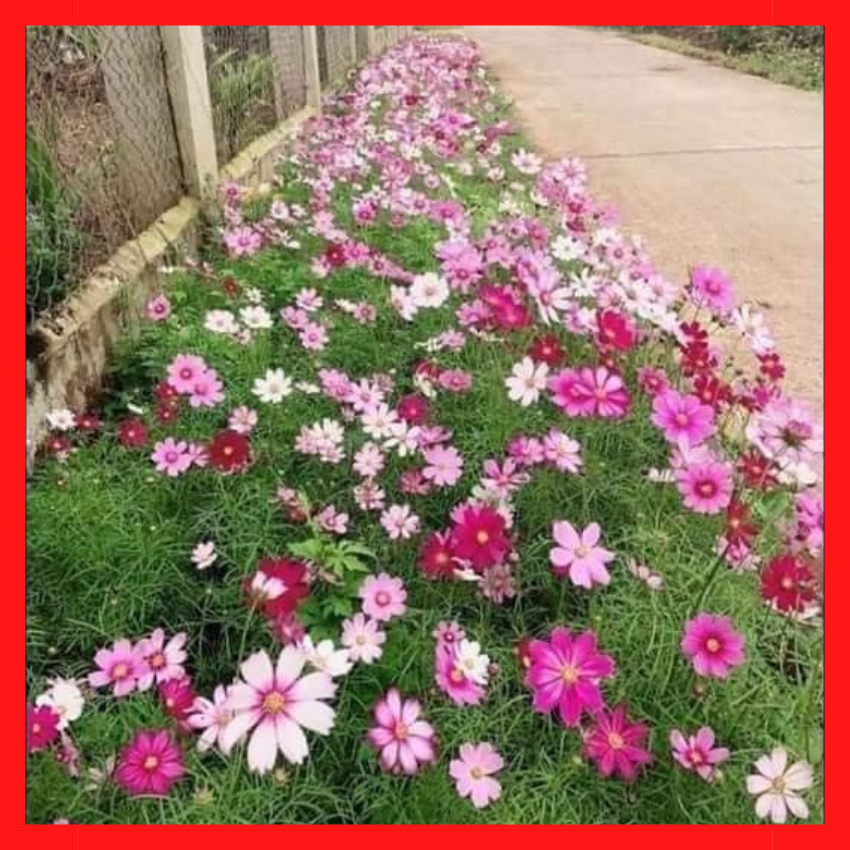 [ FREE SHIP 1kg] Hạt Giống Hoa Sao Nhái Mix Đủ Màu
