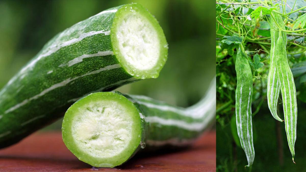 Hạt Giống Quả Lặc Lày (Lặc lè) 2g