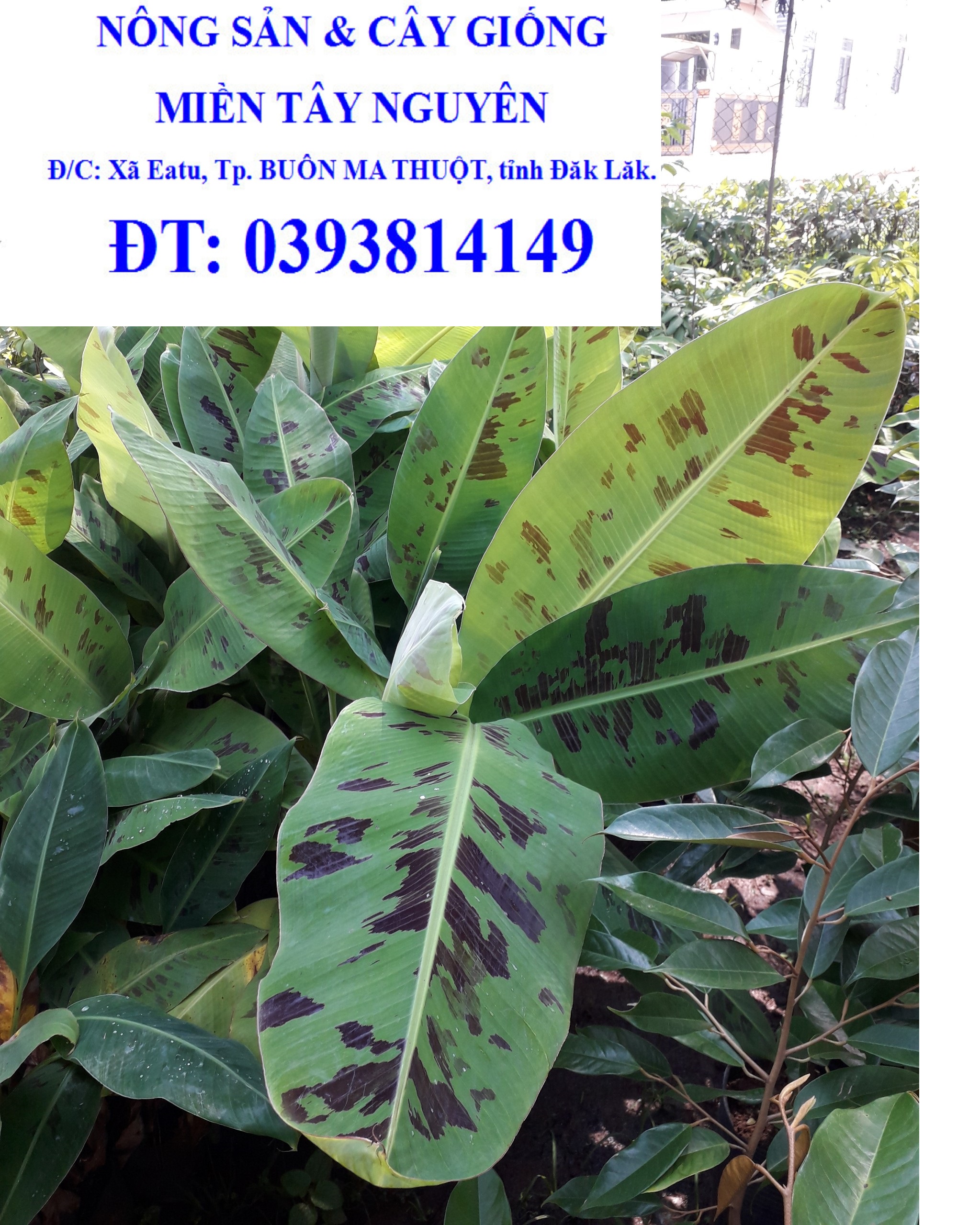 Cây giống Chuối Già NAM MỸ. ( Cây giống gốc khỏe, cây nhanh phát triển ) [BEST Express]