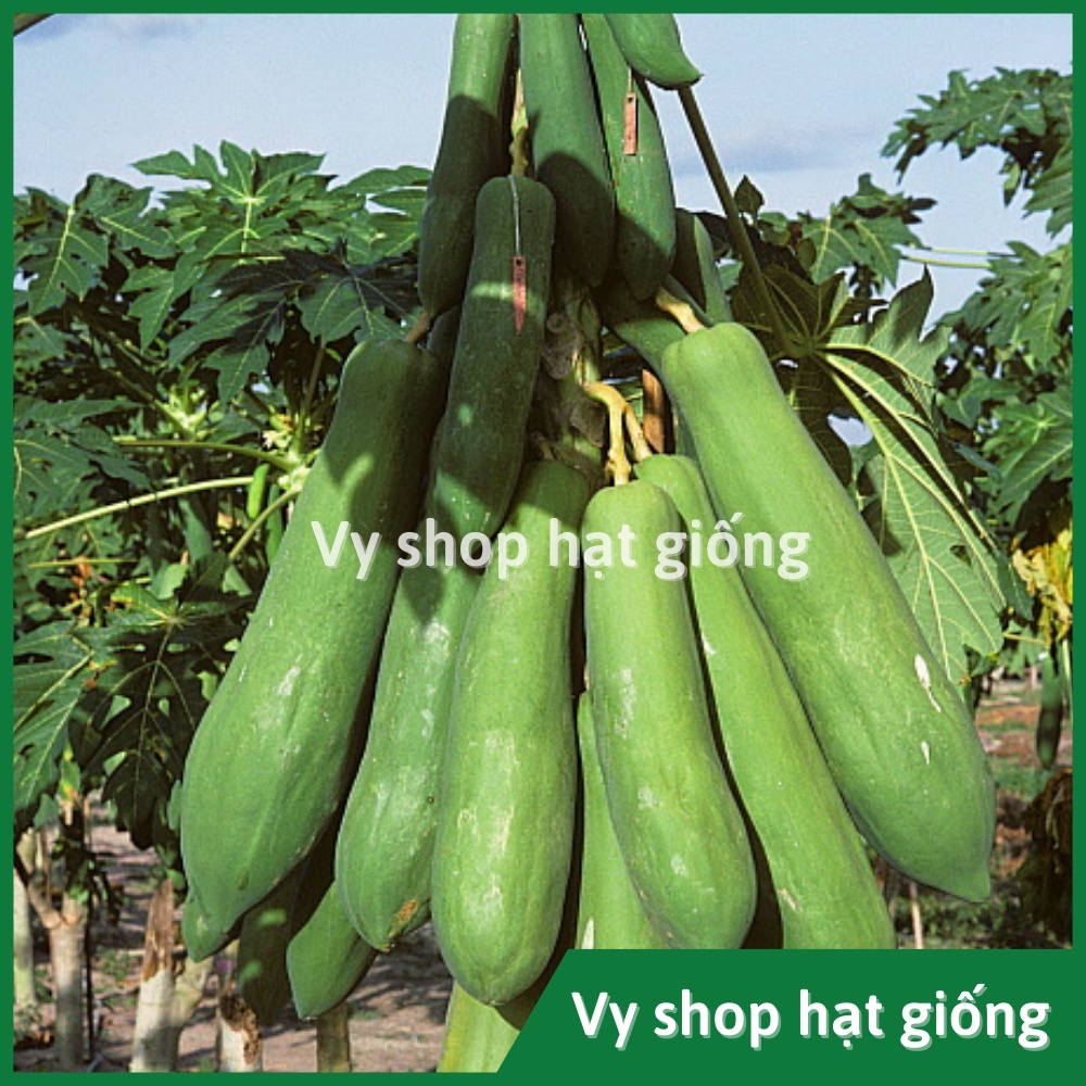 Hạt giống đu đủ quả dài Thái Lan gói 20 hạt