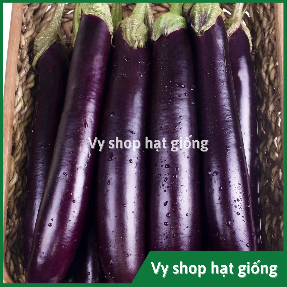 Hạt giống cà tím dài cao sản Thái Lan gói 50 hạt
