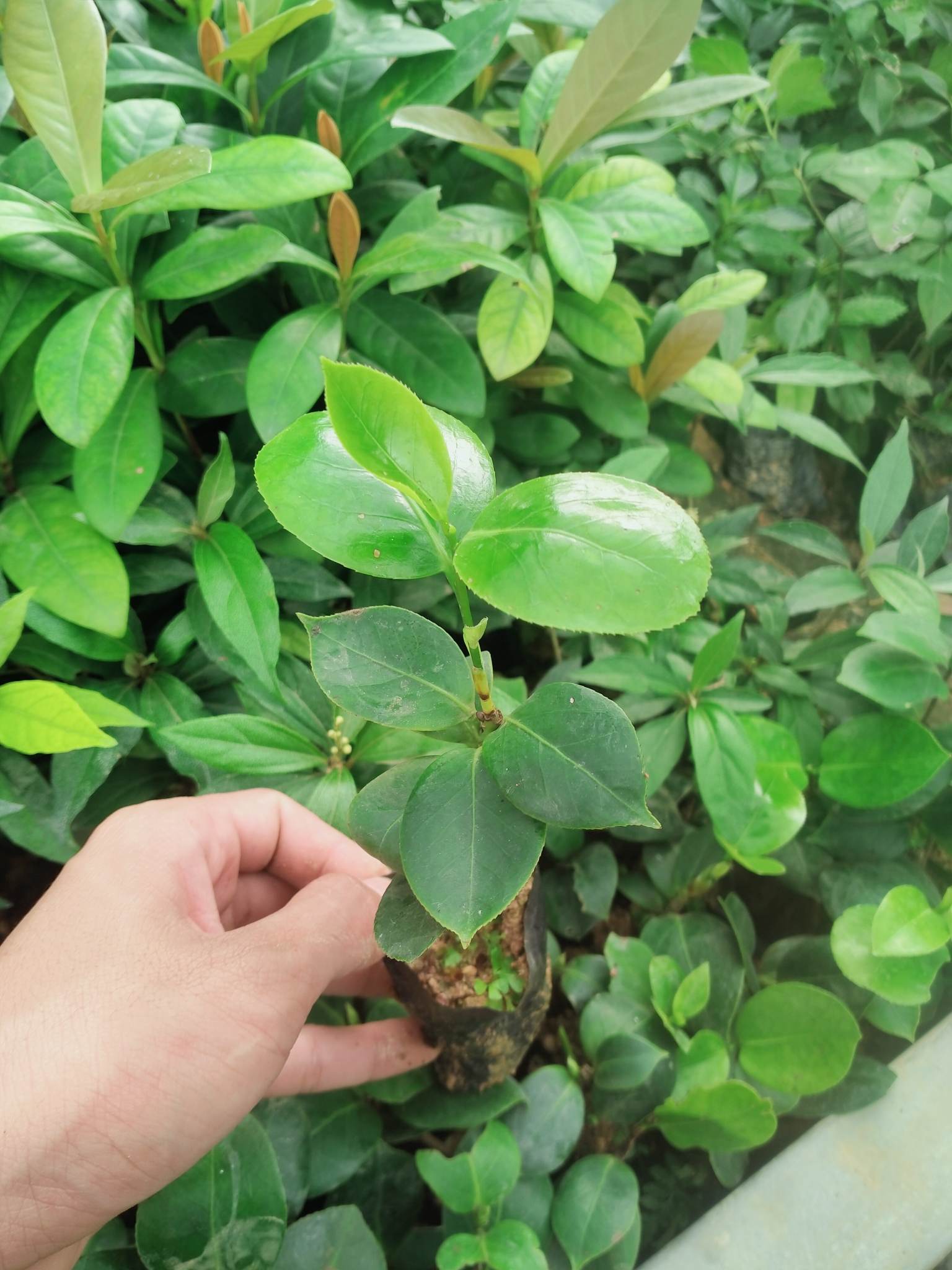 [Cây dược liệu] Cây giống hoa Trà Mi