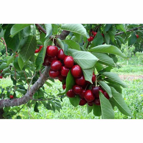 hạt giống Anh Đào ( Cherry)