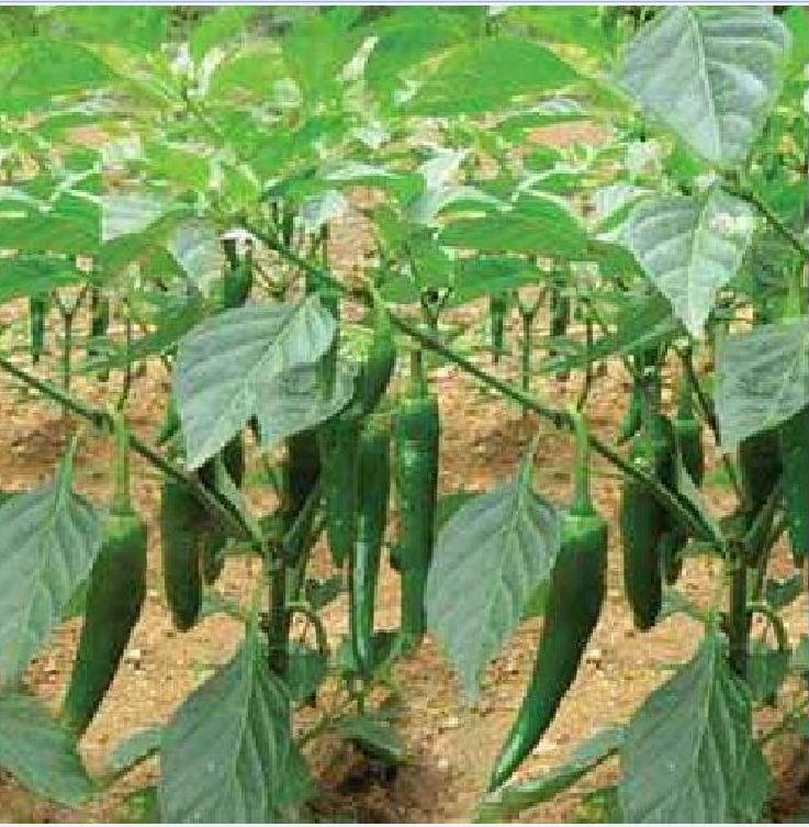 Hạt giống ớt sừng ngọt - 1 gói 10 hạt - VTNT