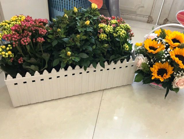 combo 2 chậu hàng nhựa size đại.