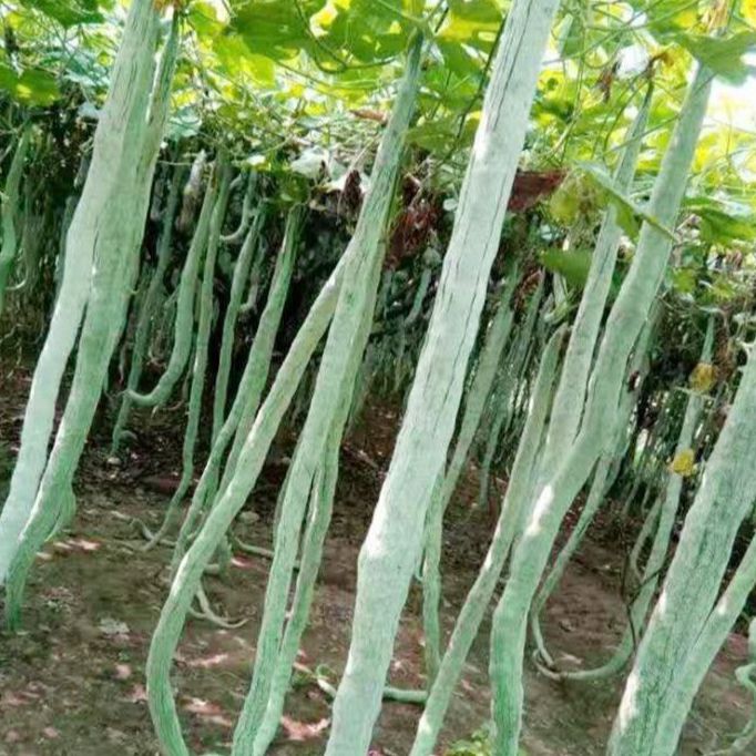 Hạt Giống Mướp Rắn siêu Dài -gói 5 hạt