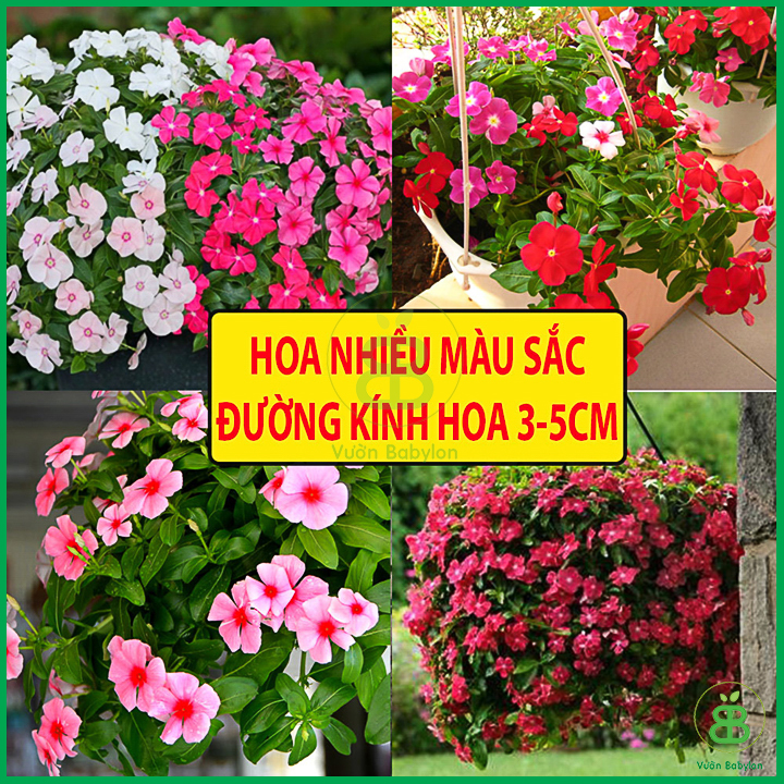 Hạt Giống Hoa Dừa Cạn 20 Hạt Loại 1, Mix Màu