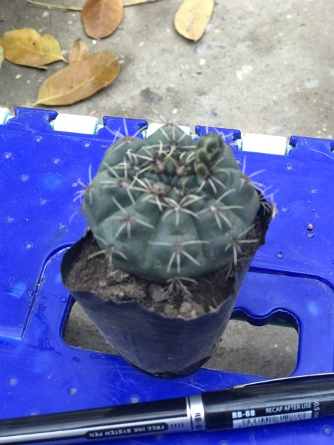 Cây Xương Rồng Thần Long Size Nhỏ