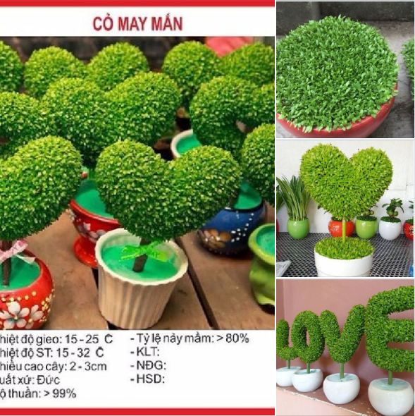 Hạt giống Cỏ may mắn - gói 1gr ( 100 hạt )