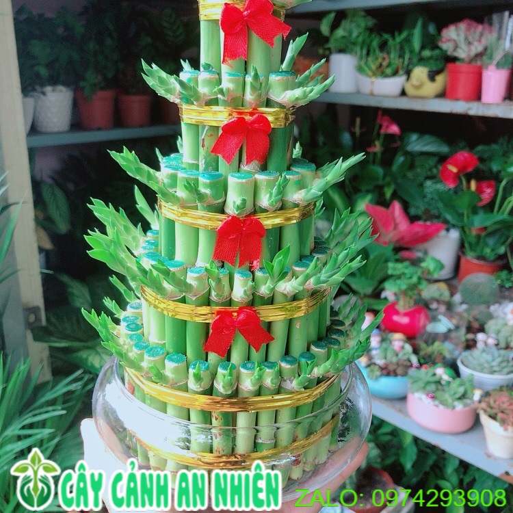 Chậu trúc phát tài 5 tầng