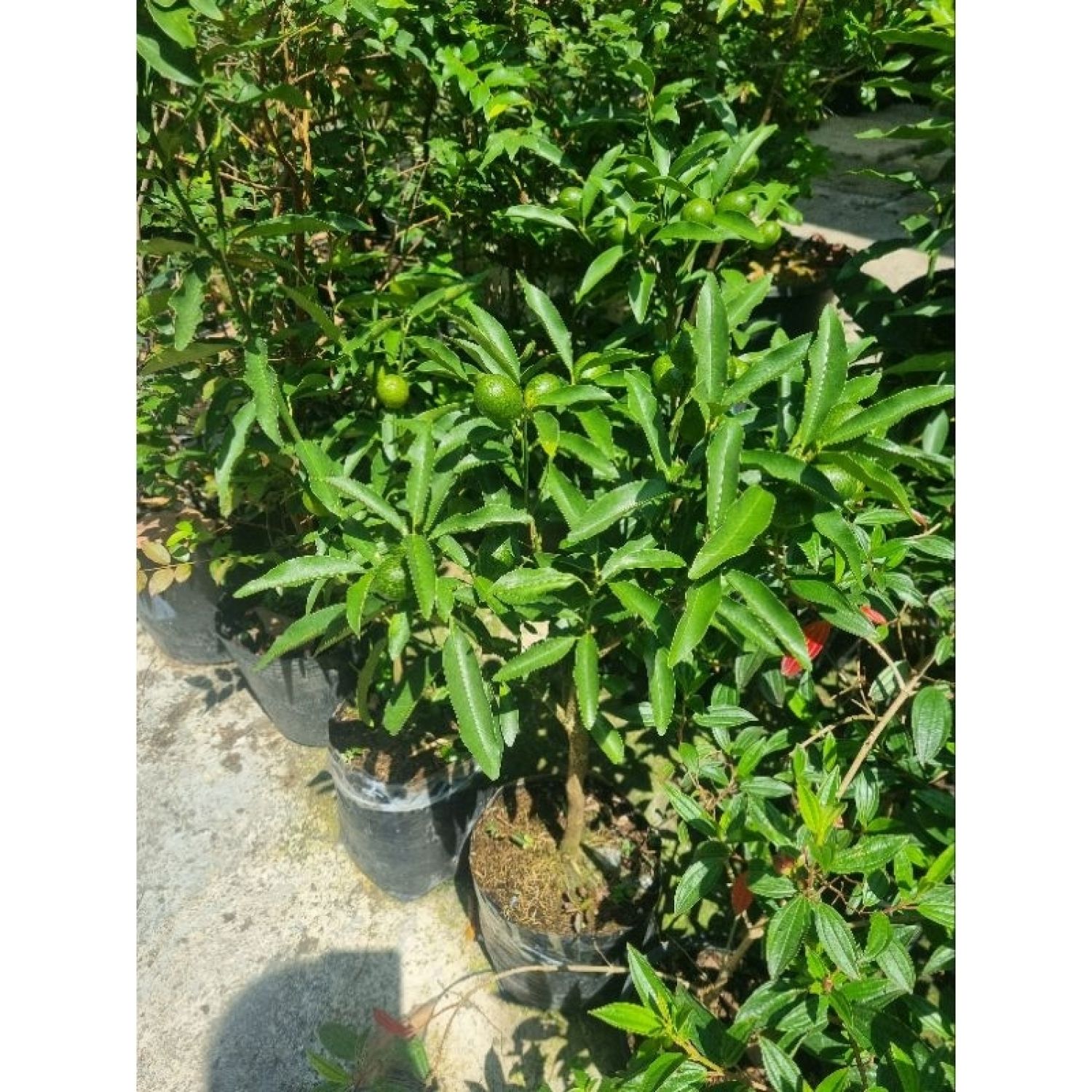 Cây tắc ngọt Thái Lan - Tắc vỏ ngọt
