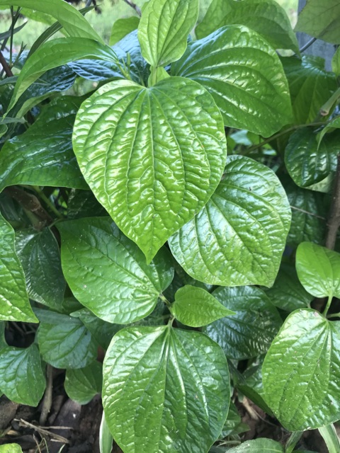 Cây lá lốt