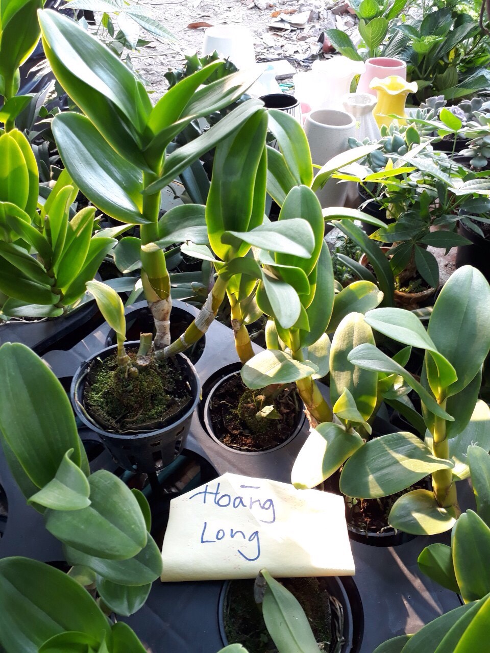 Dendro Nắng Hoàng Long - Cây tơ sắp hoa