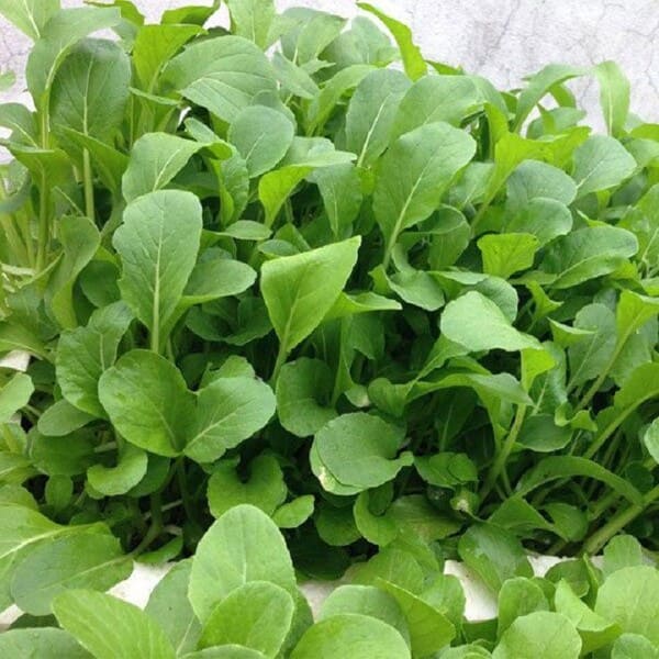 Hạt giống cải xanh ăn non