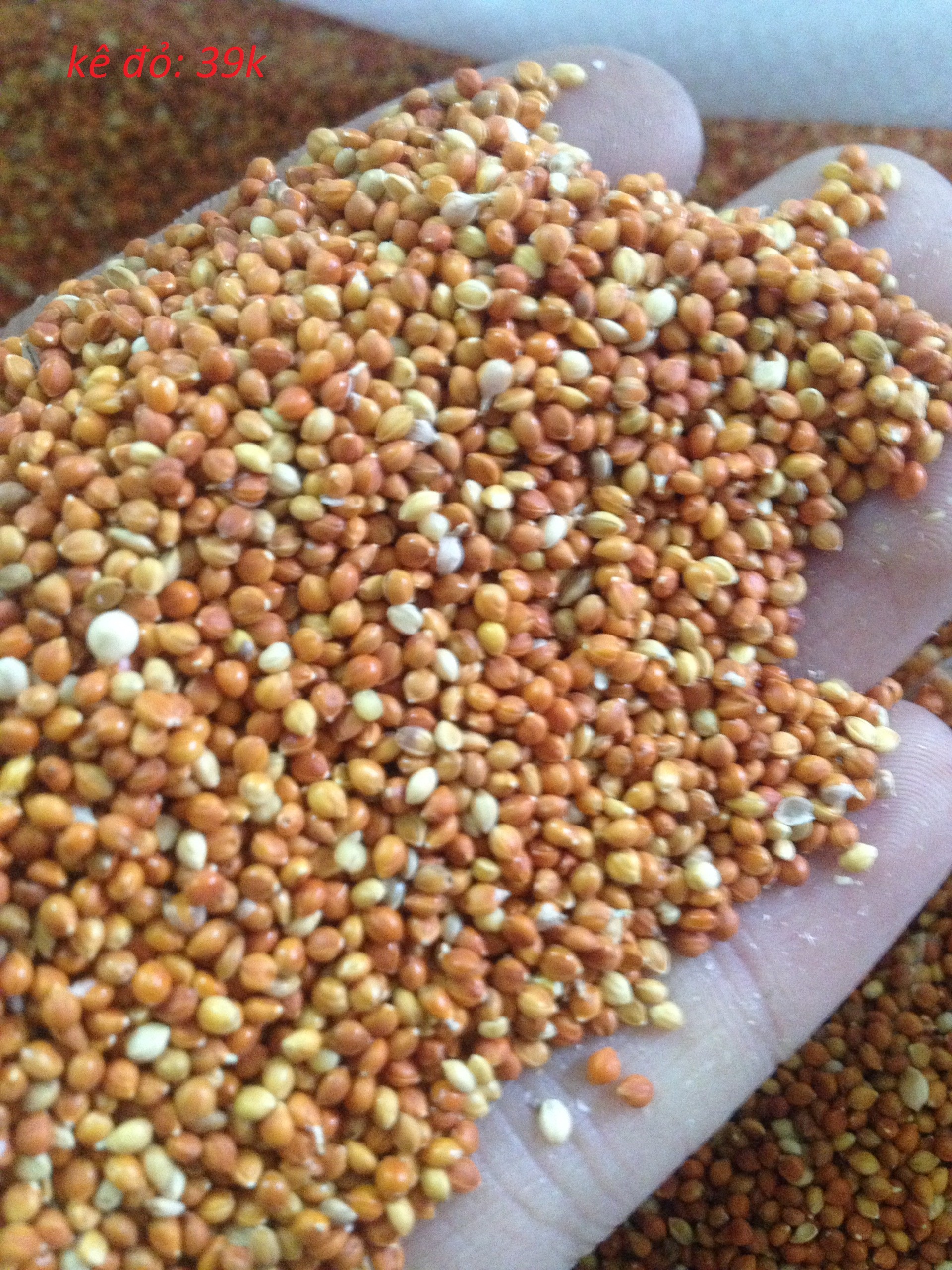 1kg hạt kê thực phẩm cho chim