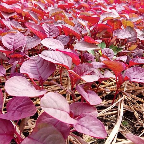 20g Hạt Giống Dền 3 Màu
