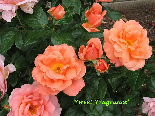 Hồng Sweet Fragrance size chậu C9 - CayGiongTot
