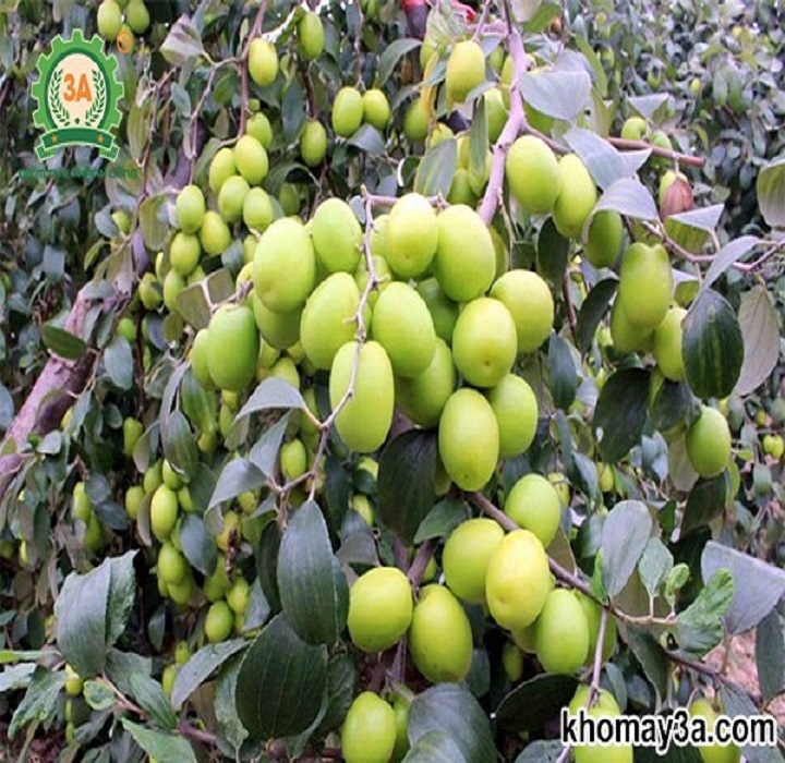 CÂY GIỐNG TÁO ĐẠI (ĐẠI TÁO) DÒNG QUẢ SỚM