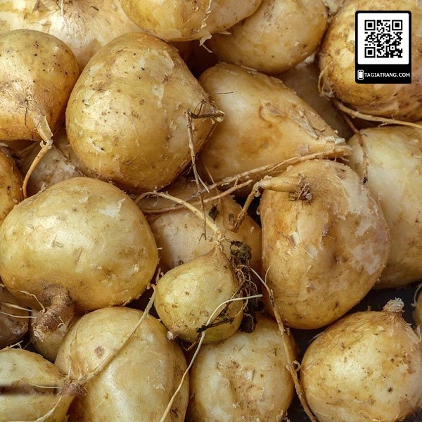 Hạt giống củ đậu (củ sắn) - Gói 5g
