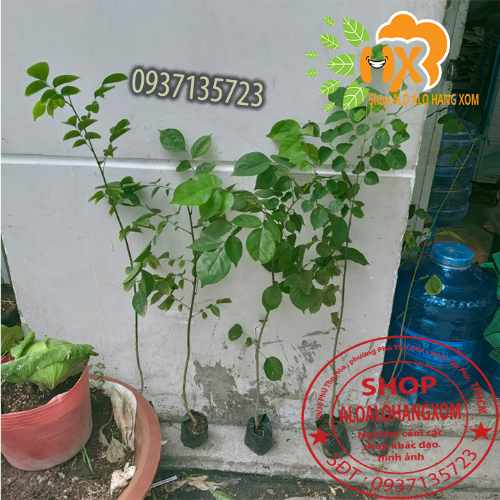 [HCM]combo 5 cây giáng hương cây giống