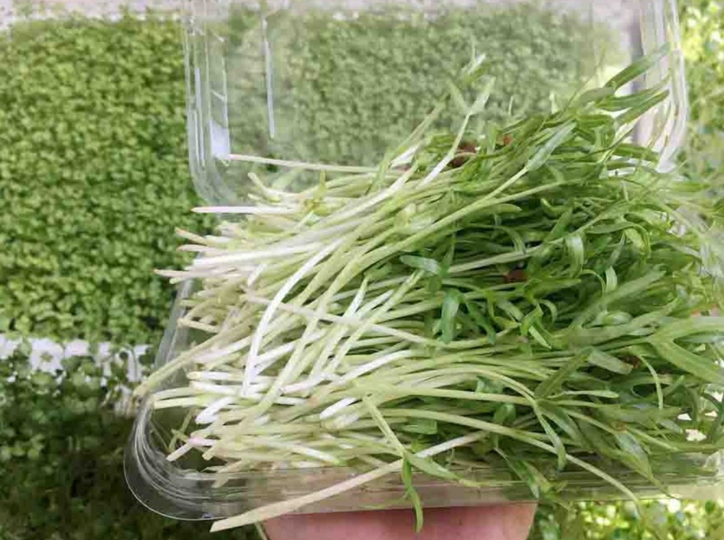 [HCM]Hạt giống Mầm rau muống Phú Nông - 100gr