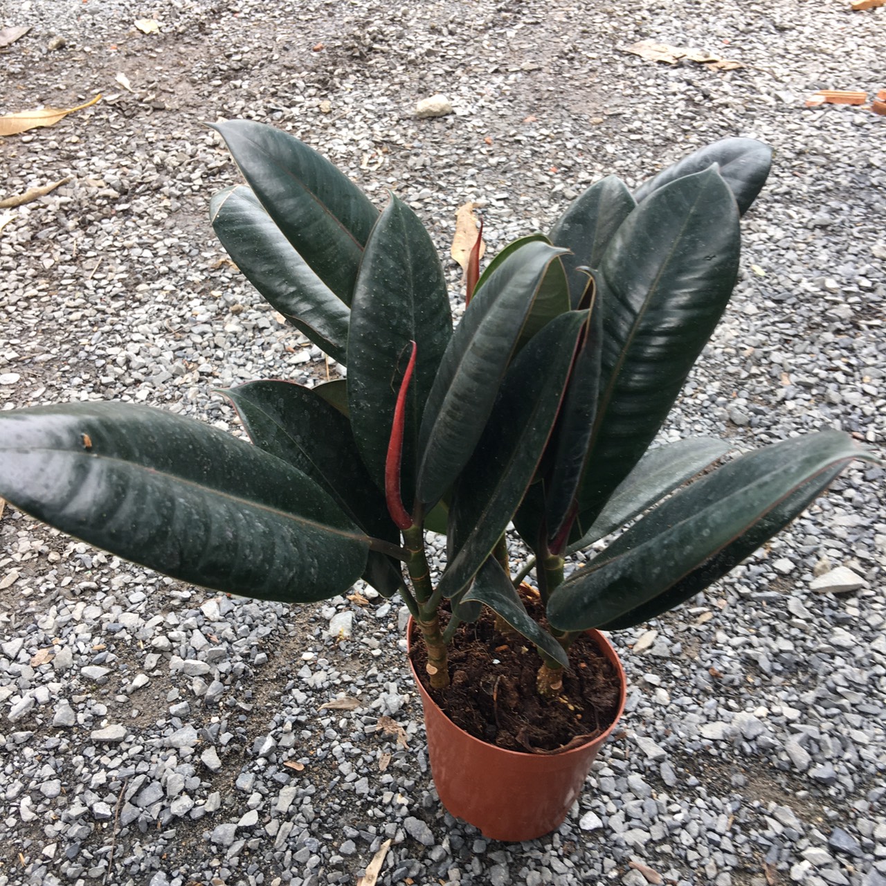 Cây đa búp đỏ - Cây phong thủy để bàn cho người mệnh Hỏa - Icus Elastica