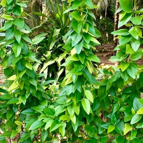 Hạt Giống Cây Lá Giang dể trồng - Gói 10 hạt