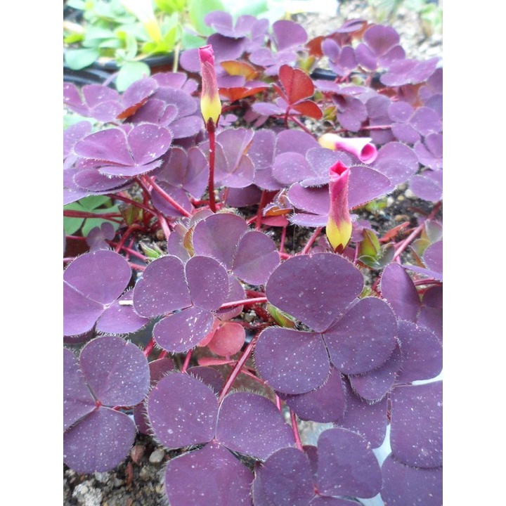 Củ hoa Oxalis Purpurea Garnet