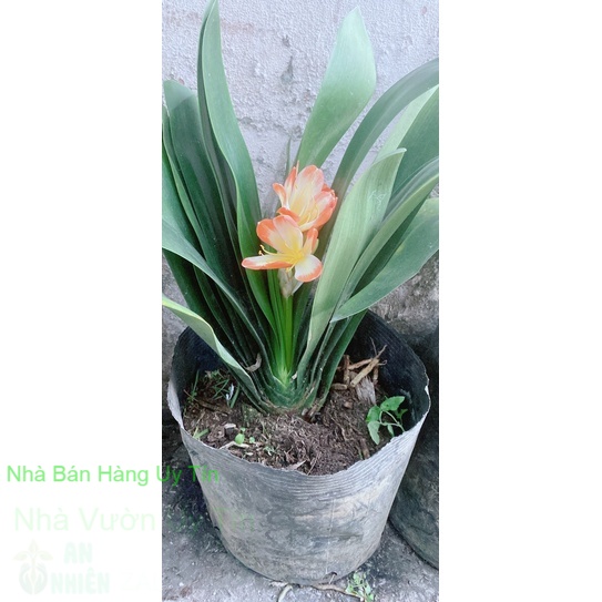 Lan quân tử có hoa