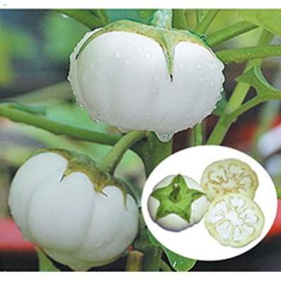 Hạt Cà Dĩa trắng - Gói 1 gram