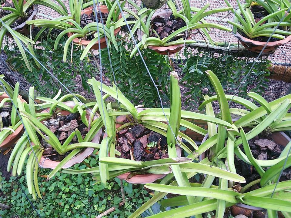 Vỏ thông trồng lan size 2-3 cm túi 1kg