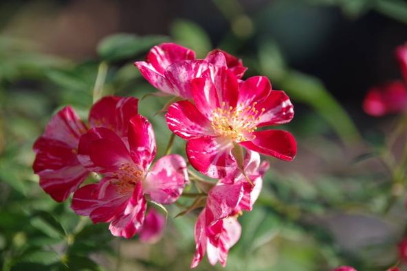 Chậu hồng Kaze hanabi giống hồng bụi của Nhật, thơm nhẹ, cánh đơn, sai hoa, lâu tàn - Summer Garden