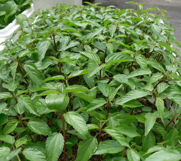 [HCM]Hạt Giống Rau Đay Đỏ - Gói 20gr
