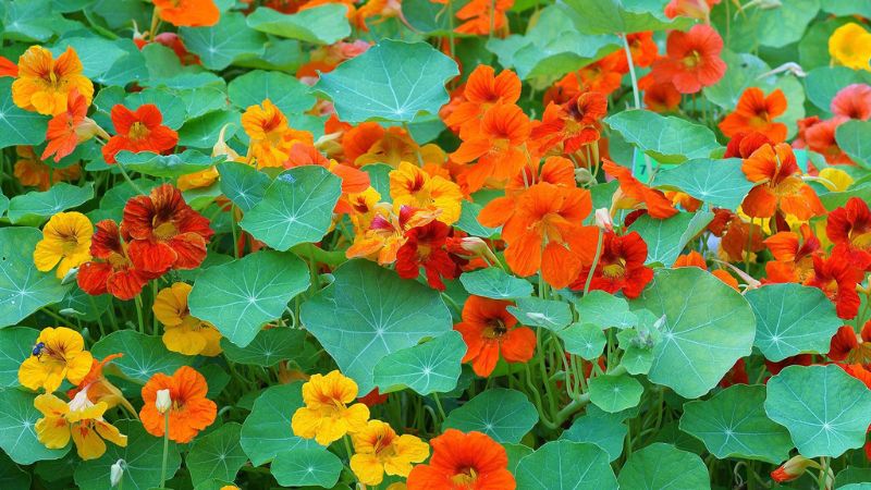 Hạt Giống Hoa Sen Cạn (gói 20 hạt)