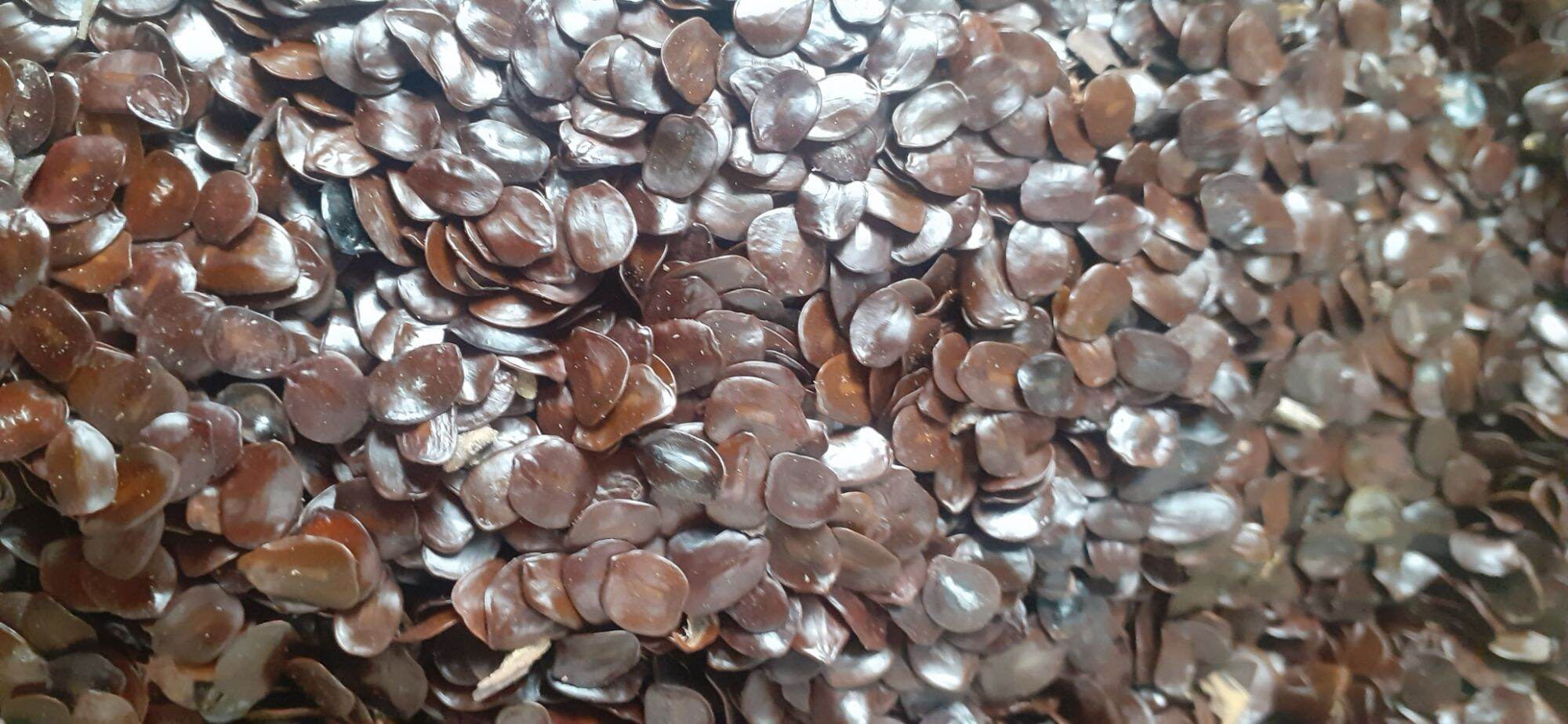 200 gram hạt muồng đen giống