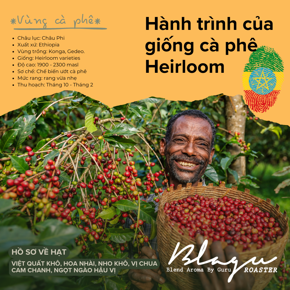 Cà Phê Blagu, Hạt Đã Rang, Ethiopia N. Konga - Light- Medium Roat - 250G
