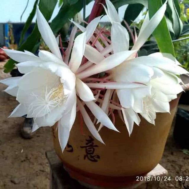 [ Xả - Cắt Lỗ ] Hoa Nhật Quỳnh Trắng