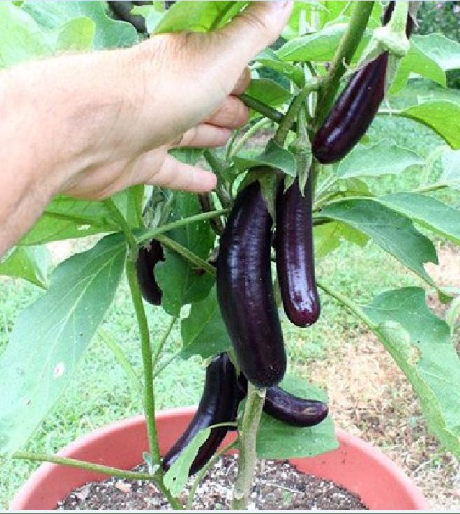 F1 Long Eggplant Seeds - 0.5Gr/Package