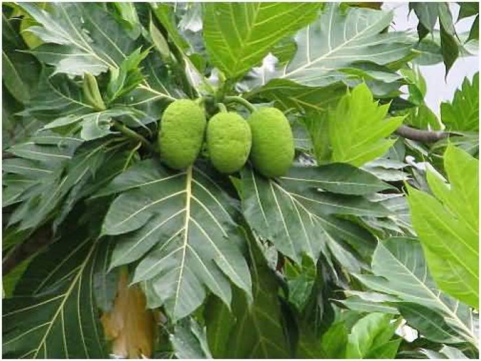 Cây sa kê cây lớn