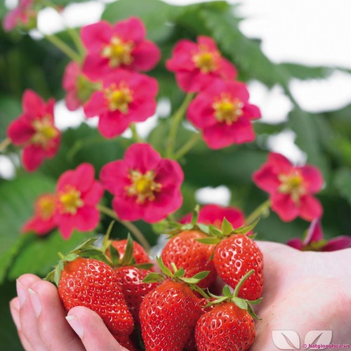 "Gói 100 Hạt " Hạt giống dâu tây đỏ chịu nhiệt 100 hạt