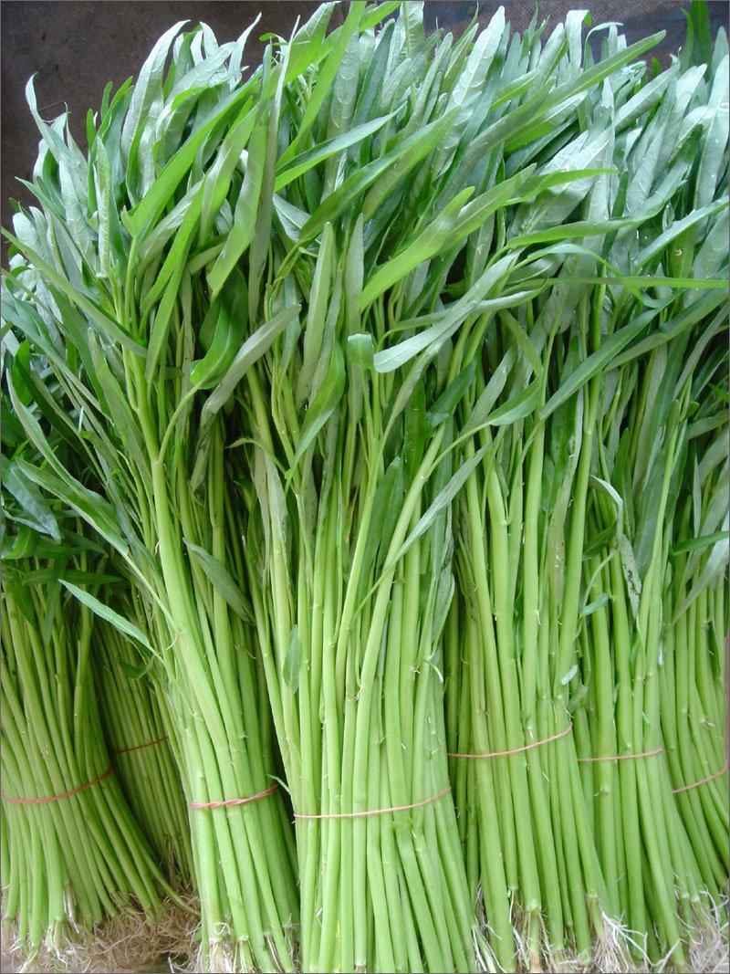 hạt giống Rau muống lá tre