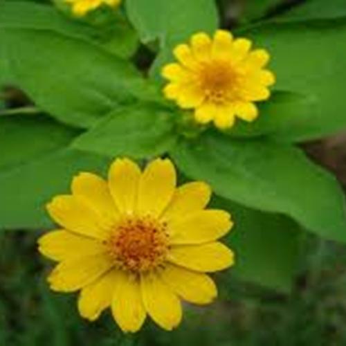 Hạt Hoa Cúc Mặt Trời. Gói 50 Hạt. Rất Dễ Lên - Kèm Quà Tặng