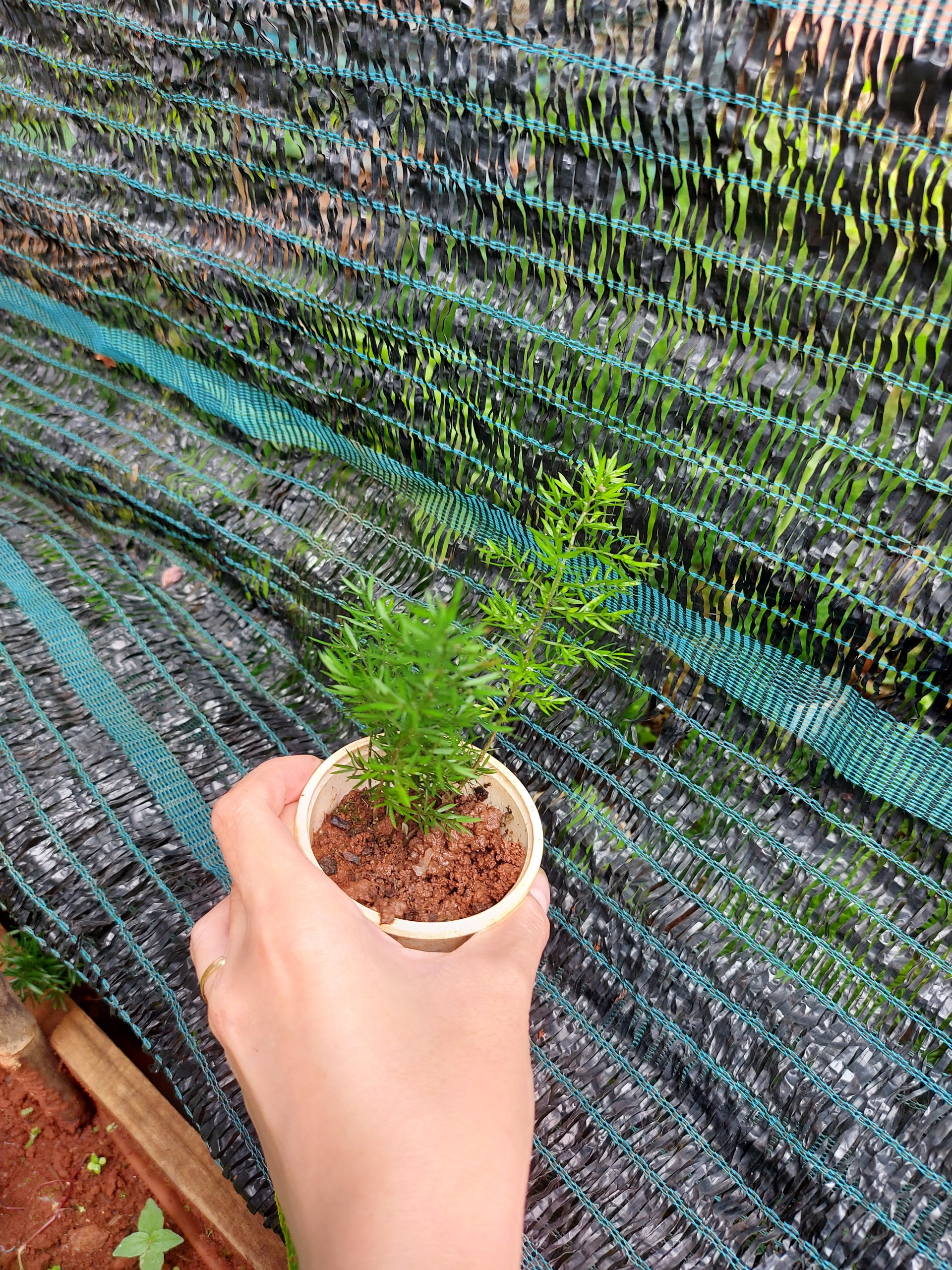 Tùng đuôi chồn mini. chậu trung