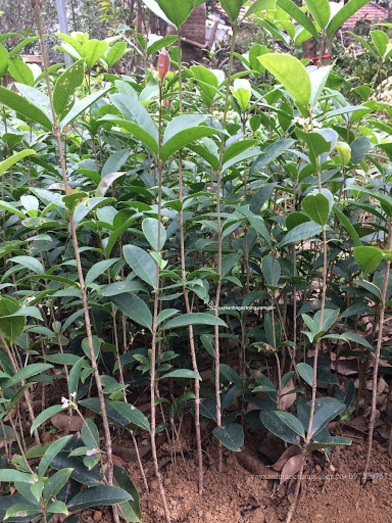 Cây mộc hương ta giống (tỉ lệ sống 100%)