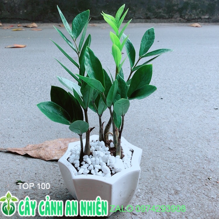 Chậu cây kim tiền thái