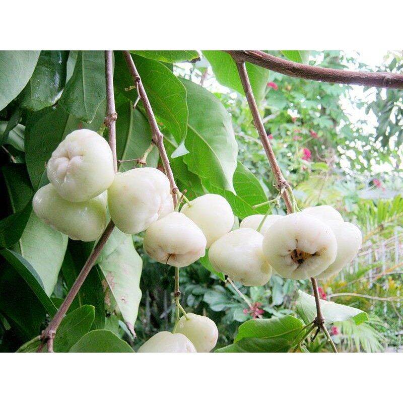 (MỚI) Cây giống Mận Trắng Sữa ra trái sớm