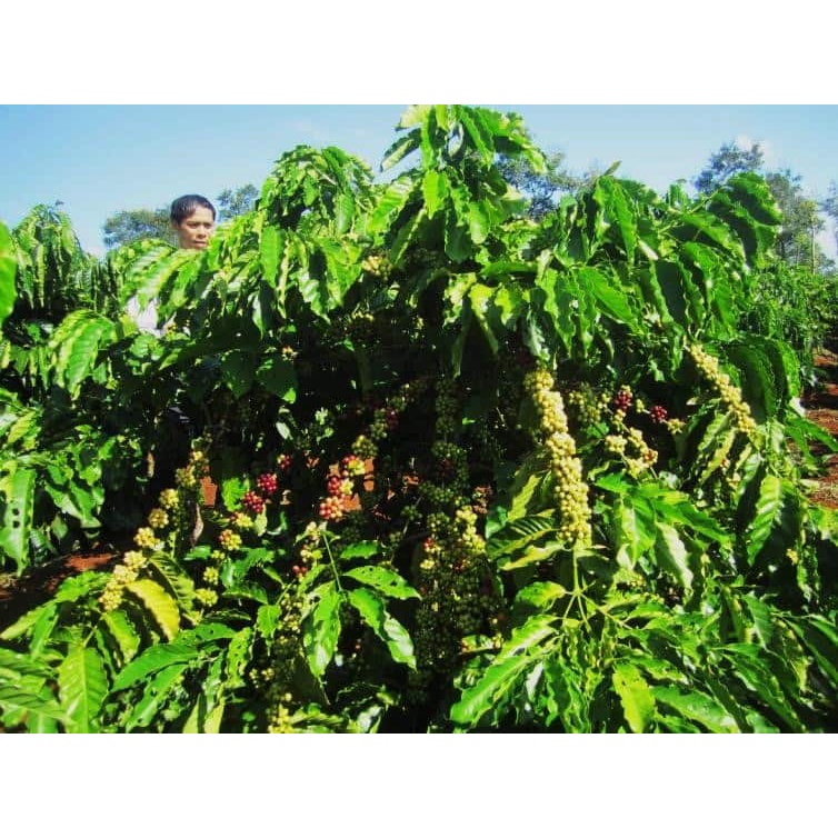 Cây giống cà phê giống siêu trái + siêu sớm