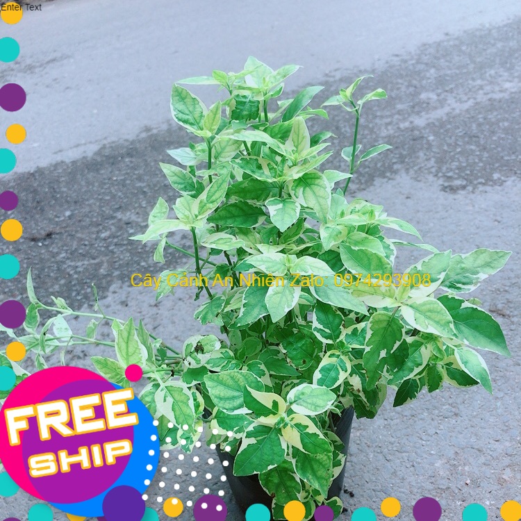 Cây Cẩm Thạch Bông